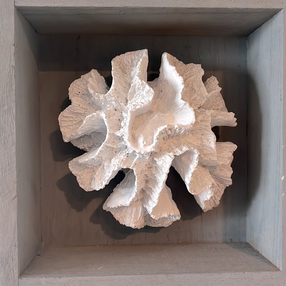 White Coral in 7.5” Square Grey Shadowbox Wall Decor - Picture 2 of 4